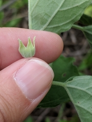 Physalis mollis