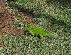 Iguana iguana