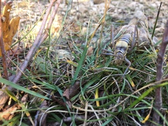 Ephippiger diurnus diurnus