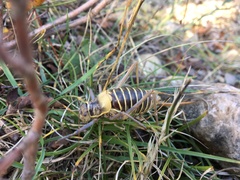 Ephippiger diurnus diurnus