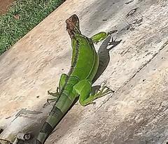 Iguana iguana