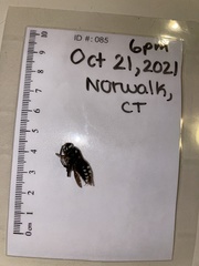 Dolichovespula