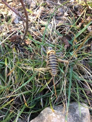 Ephippiger diurnus diurnus