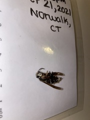 Dolichovespula