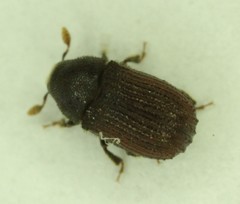 Phloeosinus punctatus