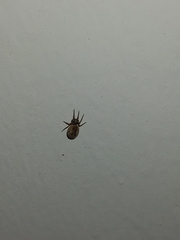 Arachnida