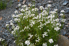 Dontostemon pinnatifidus
