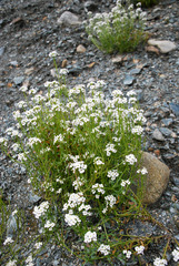 Dontostemon pinnatifidus