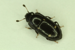 Glischrochilus siepmanni