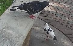 Columba livia domestica