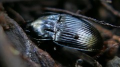 Orthomus canariensis