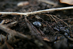 Orthomus canariensis