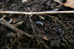 Orthomus canariensis