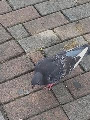 Columba livia domestica