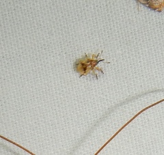 Corimalia tamarisci