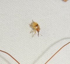 Corimalia tamarisci