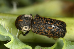 Amphicerus bimaculatus