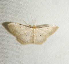 Idaea politaria