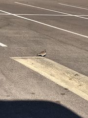 Charadrius vociferus