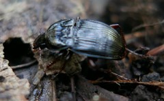 Orthomus canariensis