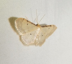 Idaea politaria