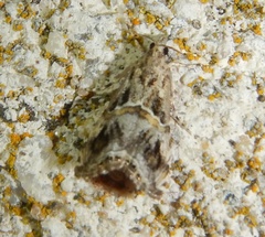 Euchromius cambridgei