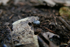 Orthomus canariensis