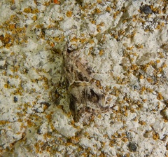 Euchromius cambridgei