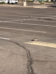 Charadrius vociferus