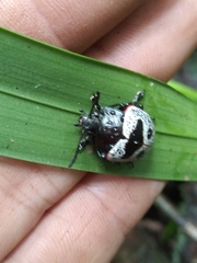 Platyphora panamensis