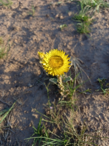 Image of Helichrysum aureum by (c) Christiaan Viljoen, some rights reserved (CC BY)