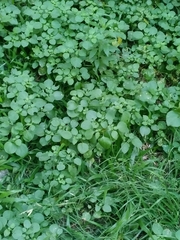 Salpichroa origanifolia