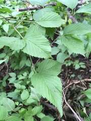 Rhodotypos