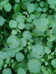 Salpichroa origanifolia