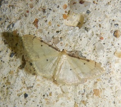 Idaea politaria