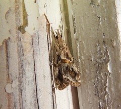 Euchromius cambridgei