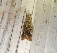 Euchromius cambridgei