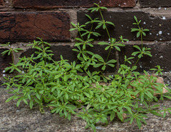 Mollugo verticillata