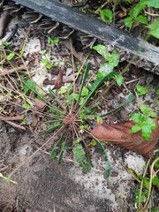 Biophytum sensitivum