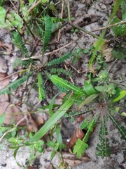 Biophytum sensitivum