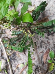 Biophytum sensitivum