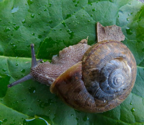 iNaturalist observation photo of Zaca Shoulderband Snail
