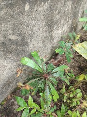 Biophytum sensitivum