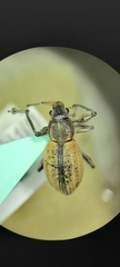 Naupactus verecundus