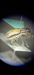 Naupactus verecundus