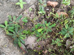 Biophytum sensitivum