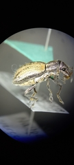 Naupactus verecundus