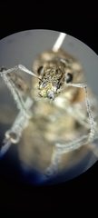 Naupactus verecundus