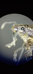 Naupactus verecundus