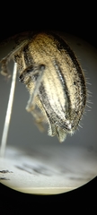 Naupactus verecundus